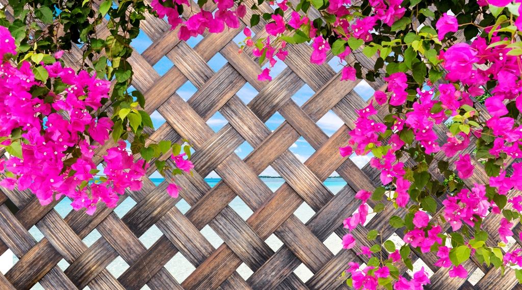Bougainvillea Flower on Wooden checks with beach wallpaper